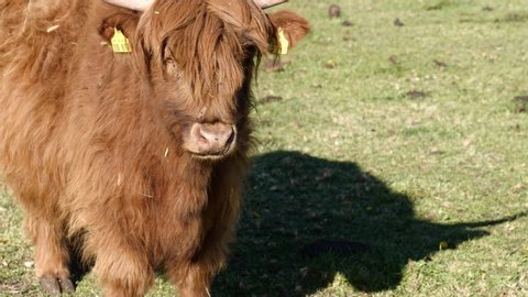 Highland cattle stands ruminating  on a ranch ruminating - close-up video 