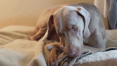 Large dog holds bone with his paws and chews while laying on a big soft bed indoors.  Weimaraner chewing on an antler, window and lamp light, slow camera moves.