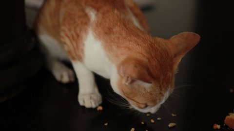 red and white cat eats from a floor of rusk food	