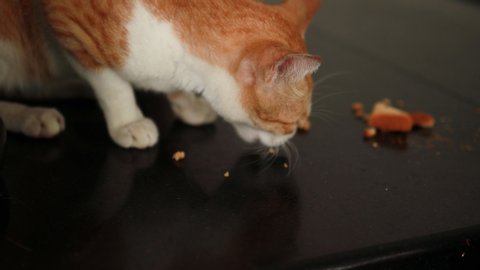 red and white cat eats from a floor of rusk food	