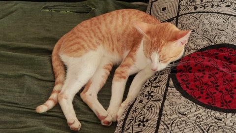 Cute ginger cat on a floor with green bed sheet and pillow . Fluffy pet comfortably settled to sleep. Cozy home background with funny pet.