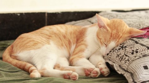 Cute ginger cat on a floor with green bed sheet and pillow . Fluffy pet comfortably settled to sleep. Cozy home background with funny pet.