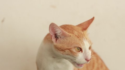 Portrait of red and white cat looks at home. Domestic pet having rest, selective focus.	