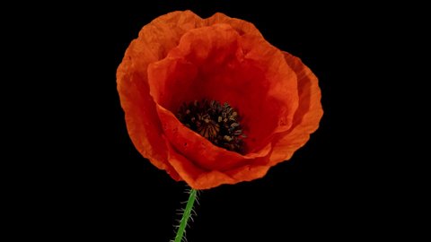 Macro time lapse of opening wild poppy flower, isolated on pure black background