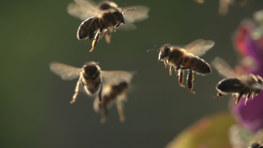 Bees, Flying around  plants flowers. Slow-motion Royalty-Free Stock Footage #1052815952