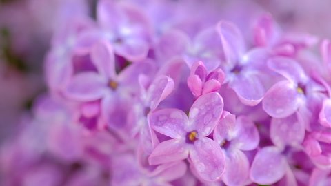 Beautiful Lilac after rain. Nature backdrop. Blurred floral romantic spring background. Branches of flowering or blossoming lilac. Blooming flowers. Macro, close up, closeup, selective focus