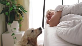 funny video. love for pets. big white dog wakes up the mistress in the bedroom in the early morning