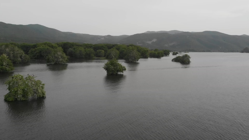 plantain forest in Kozani lake Greece