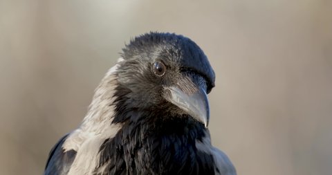 Hooded crow or Corvus cornix close up portrait 4k UHD