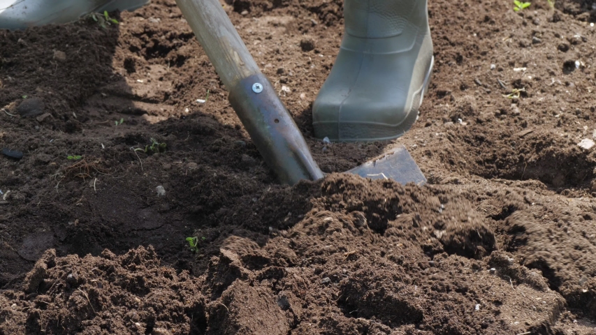 A farmer digs the ground with a shovel in his garden. Close up. The concept of organic farming and ecological vegetable growing | Shutterstock HD Video #1052831405