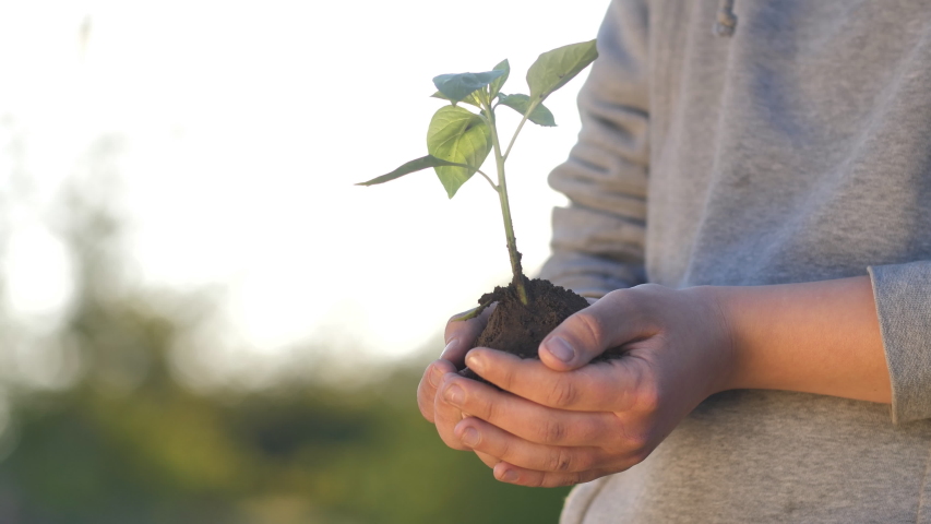 Young sprout in the hands of a young farmer. hands of a young gardener hold green seedlings in the palms. seedling close-up. environmentally friendly sprout. green planet.The concept of love for | Shutterstock HD Video #1052835554