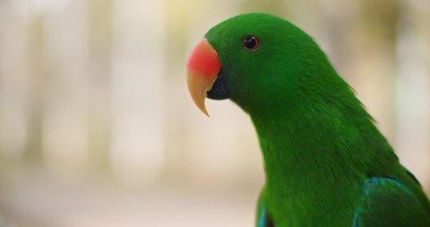Close up of Eclectus parrot (Eclectus roratus), shallow depth of field. This beautiful tropical bird has emerald green plumage and orange beak. BMPCC 4K
