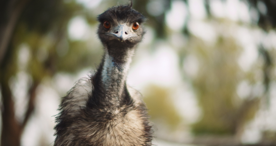 Close up of Emu at the farm on a sunny day, looking at the camera, trees bokeh background, slow motion. BMPCC 4K
 Royalty-Free Stock Footage #1052840297