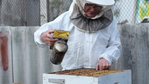 beekeeping, an elderly man in protective outfit with glasses for eyes fumigates bees removes honeycombs from hives to check honey harvest in apiary on a sunny day