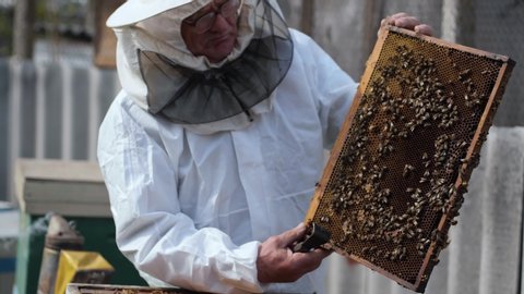 old experienced male beekeeper in protective suit pulls honeycombs with honey from hive to check crop on apiary, background of flying hard-working bees on warm spring day
