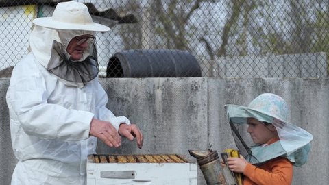 earlier development of children, little boy with his grandfather beekeeper fumigates bees in hives, remove their honeycombs to test honey in apiary in warm spring season