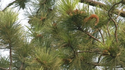 Red Squirrel Foraging Collecting Clipping Pine Cone or Cones Falling in Slow Motion