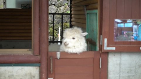 Alpaca showing his face from the hut