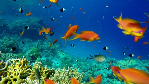 Colorful Coral Reef Many Fishes Sea Stock Photo 295429769 | Shutterstock