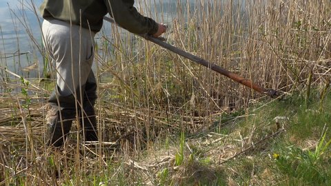 Man with rubber boots scything overground rushes by the lake shore. Man cutting bulrushes with old scythe outside on a sunny day
