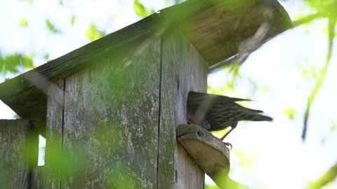 Starling bird ( Sturnus vulgaris ) bringing worm to the wooden nest box in the tree. Bird feeding kids in wooden bird house hanging on the birch tree outdoors
