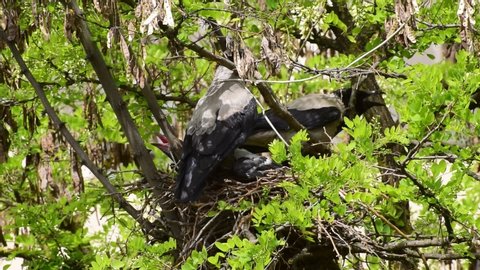Close-up of young growing chicks and female crow Corvus cornix in a nest on a spring acacia tree Robinia pseudoacacia in a foothill park in the North Caucasus