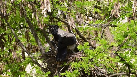 Close-up of young chicks and female crow Corvus cornix in the nest on the acacia Robinia pseudoacacia in the foothill park of the North Caucasus
