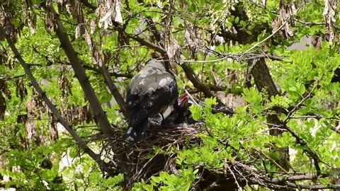 Close-up of young nestlings and female crow Corvus cornix in a nest on the spring acacia Robinia pseudoacacia in the foothill park of the North Caucasus