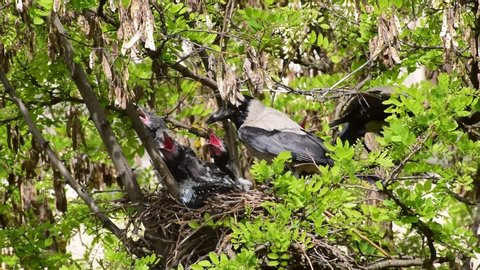 Close-up young Corvus cornix young chicks resting in a nest on an acacia tree Robinia pseudoacacia in spring in a foothill park in the North Caucasus