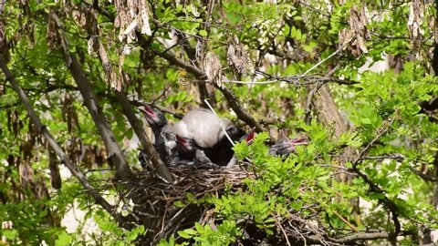 Close-up of young spring chicks and female crows of Corvus cornix in the nest on the acacia tree Robinia pseudoacacia in the foothill park of the North Caucasus