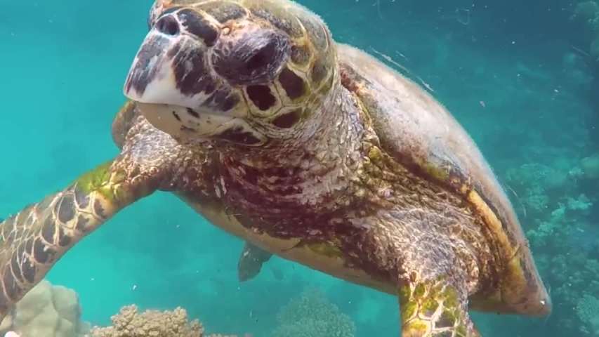 Underwater photo of a turtle image - Free stock photo - Public Domain ...