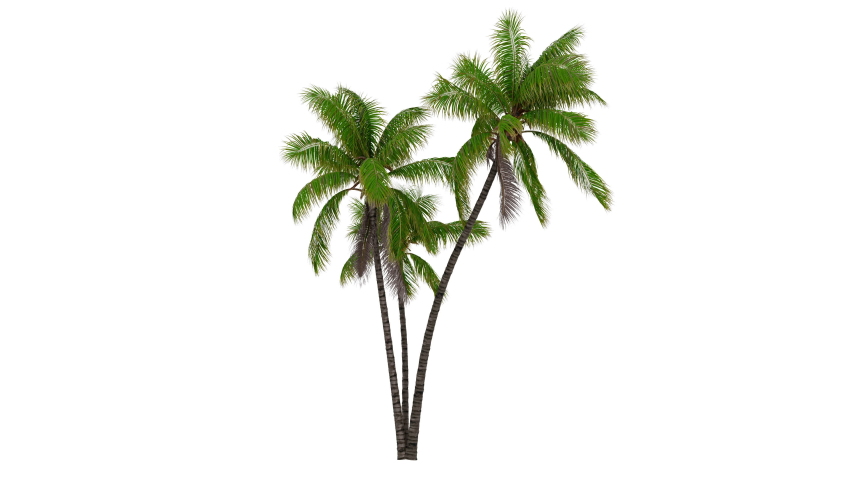 Palm tree at a white background. Natural background. Royalty-Free Stock Footage #1052862188