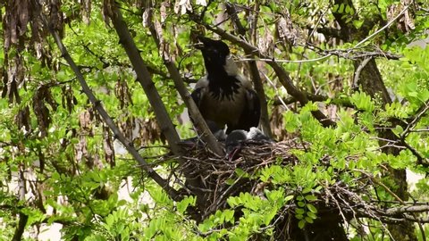 Close-up of young spring chicks crow bird Corvus cornix in acacia nest Robinia pseudoacacia in the foothill park of the North Caucasus