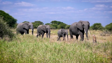 side view of four bush elephant walking in savannah grassland. One baby elephant.
