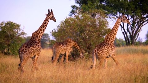 Five Masai Giraffes walking in savannah grassland