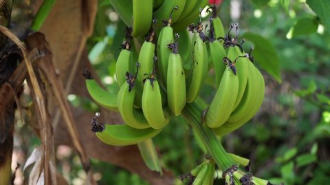 A large beautiful bunch of bananas on a palm tree. Fresh green bananas grow on a palm tree