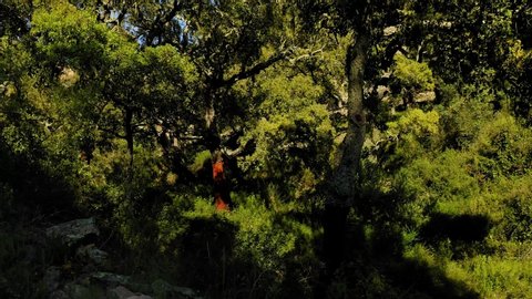 aerial view cork oak forest in spring valley