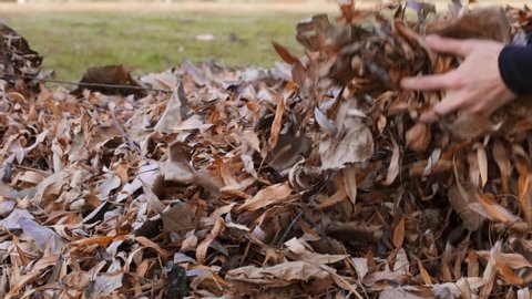 Close up of a female hand picking up a pile of brown, orange and yellow leaves into the air, slow motion. Nature concept.