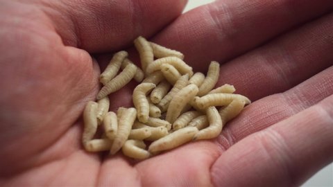 Close up of lot of white maggots on man's hand moving and crawling. Alternative form of life