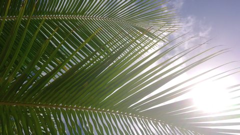 CLOSE UP, LENS FLARE: Lush green palm tree branches rustle in the warm summer breeze. Bright summer sunbeams shine on a coconut tree stretching out into the clear blue sky. Palm and the summer sky.