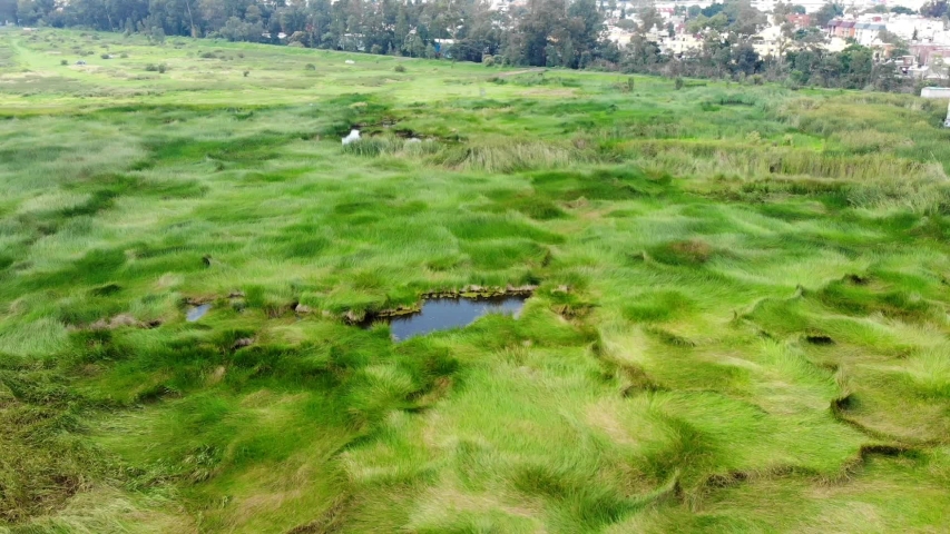 Cinematic Drone flying over the swamp.