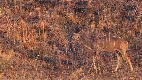 Greater Kudu, male big antelope from Africa, game drive in Botswana, animal wildlife footage from savanna