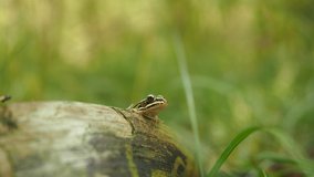 Edible frog in the natural habitat in HD VIDEO. Beautiful young green common water frog - Pelophylax esculentus - sitting on the broken tree trunk on the grass in the forest. Close-up.