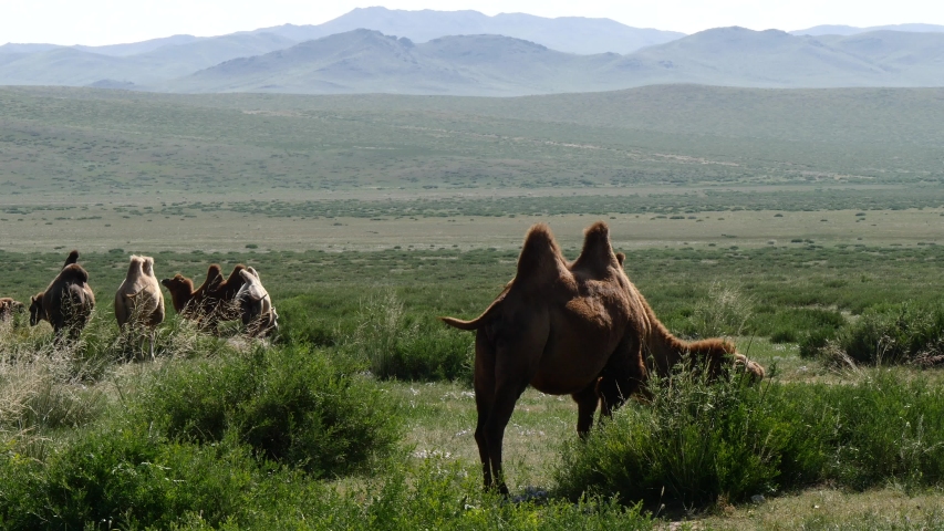 mongolian landscape camels chew grass steppe Stock Footage Video (100% ...