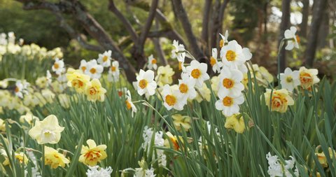 White Daffodil Flowers in Park
