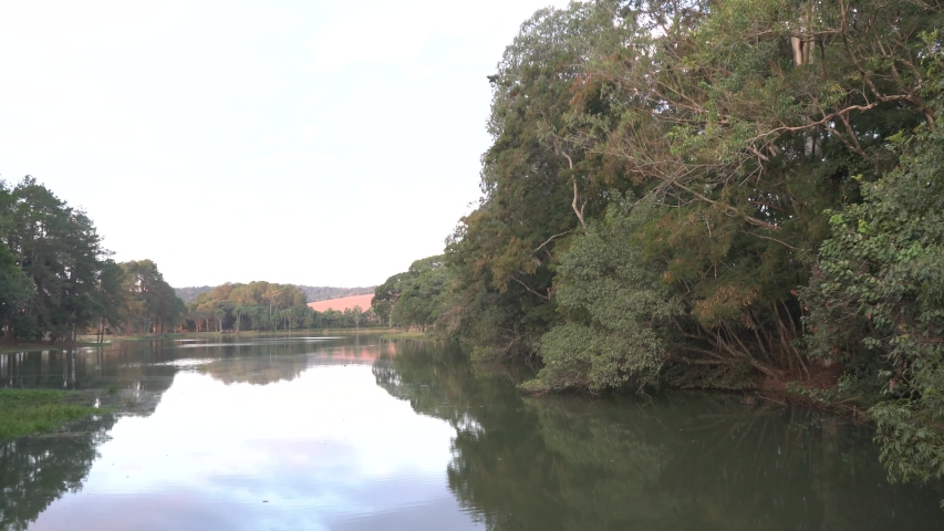 Dark Forest Tree Mooving 4k Slog2