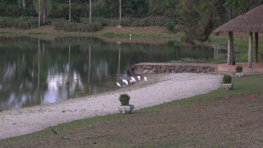 Dark House Forest Tree & birds Mooving 4k Slog2