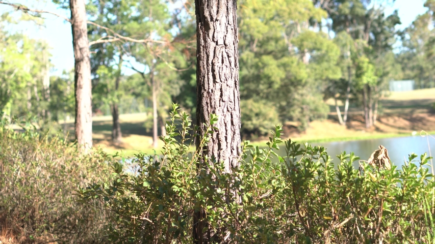 Dark Forest Tree Mooving 4k Slog2