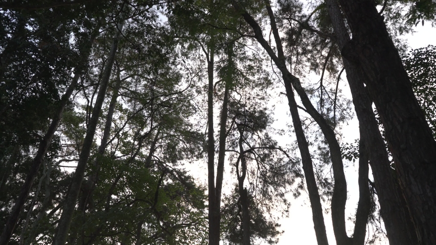 Dark Forest Tree Mooving 4k Slog2