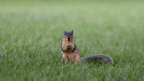 Ground squirrels eat nuts, leaves, roots, seeds, and other plants. They also catch and eat small animals, such as insects and caterpillars.The squirrel family includes tree squirrels, ground squirrels